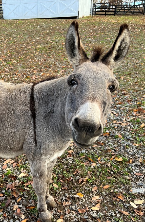 Eeyore-donkey Eeyore