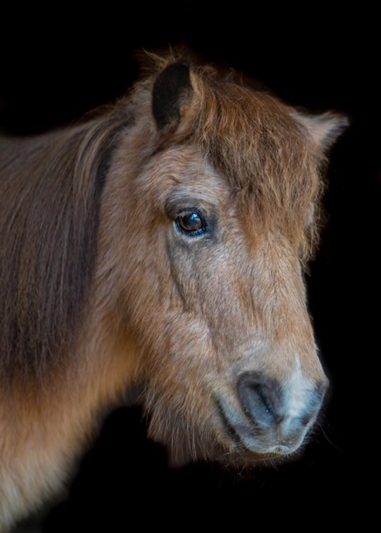 Toni Toni the Pony
